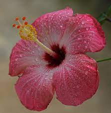 Pin On Flowers From My Garden