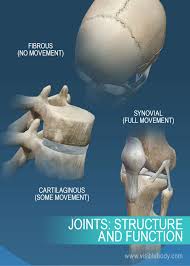 So why the spongy part? Joints And Ligaments Learn Skeleton Anatomy