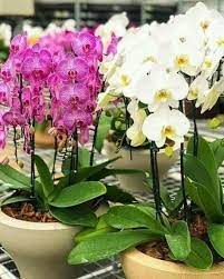 How To Grow Phalaenopsis Orchids And Care Tips Flowersandflowerthings Phalaenopsis Orchid Orchid Plants Orchids