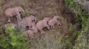 What's more, the elephants were able to skip a night's sleep without needing extra naps the next day. Drone Footage Shows Wandering Elephants Asleep Lying Down In A Group Cgtn