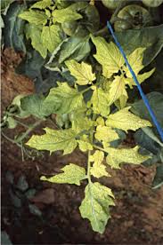 Image result for Lepistemon owariensis