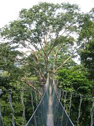 Apiculata populations driven primarily by anthropogenic activities. Forest Research Institute Malaysia Wikiwand