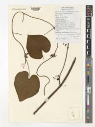 Image result for Lepistemon owariensis