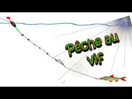 Comment Bien Escher Ses Vifs Techniques Pour Carnassiers Carnassiers Comment Escher Peche Carnassier Peche Brochet Peche