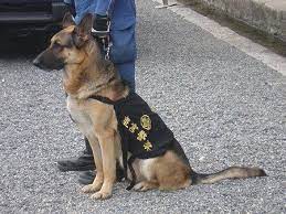imperial guard police dog police dogs pet birds dogs