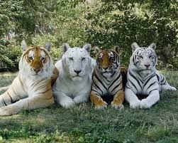 Única foto con los 4 tonos de Tigre :O - Mundo Interesante | Facebook