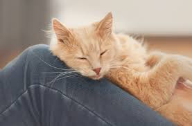 If your cat flops down on the ground in front of you and rolls onto their back, it's a huge sign of trust and love. Does Your Cat Love You 7 Signs To Look For Petmd