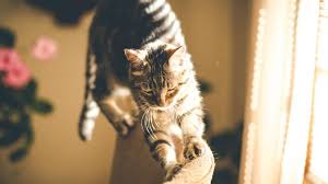 Learn to make friendly (but effective) cat repellent with ingredients you have at home.this spray is safe to use on your furniture and all other indoor and outdoor items and plants. Anti Scratch Spray For Cats Deter Your Cat S Furniture Scratching