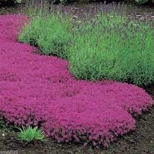Creeping Thyme Mother Thymus Serpyllum 100 Seeds Etsy In 2021 Creeping Thyme Thymus Serpyllum Ground Cover Plants