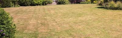 Check spelling or type a new query. Greener Lawnscapes