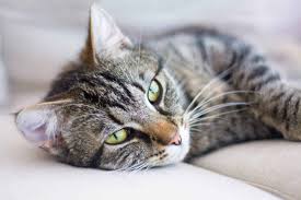 Even red kidney beans can be bad for your cat if consumed in large quantities. Can Cats Eat Chickpeas Here S The Answer You Need To Know