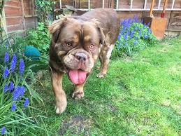 Unlike many other types of bulldogs, the mammut bulldog can tolerate a wider range of colder and warmer temperatures. 14 Rocco Mammut Bulldog Ideas Mammut Bulldog Dogs