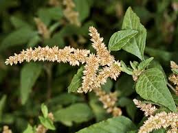 Image result for Amaranthus deflexus
