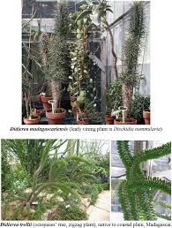 Image result for Landolphia cuneifolia
