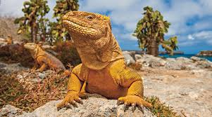 Check spelling or type a new query. Operation Iguana Biology Article For Students Scholastic Science World Magazine