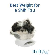 best weight for a shih tzu thriftyfun