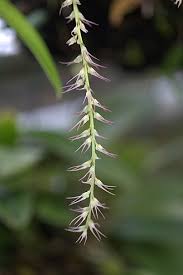 Image result for Bulbophyllum sandersonii