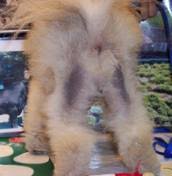 Black Skin Disease Bsd Alopecia X Loss Of Hair The Pomeranian Club Uk
