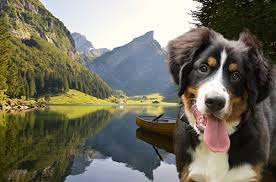 Mensen uit alle uithoeken van de wereld komen hier naar toe. Landeninformatie Voor Honden Die In Zwitserland Op Vakantie Gaan Dogsincluded