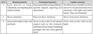 Draw a labelled diagram of unstriated muscle tissue and mention its occurrence, features and functions. Ncert Solutions Tissues Biology Class 9