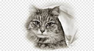 Their huge paws and ears are both covered with tufts of fur to help protect them from cold and snowy conditions. Siberian Cat Norwegian Forest Cat American Shorthair Ragamuffin Cat Asian Semi Longhair Kitten Mammal Cat Like Mammal Png Pngegg