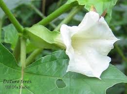 Image result for Datura ferox