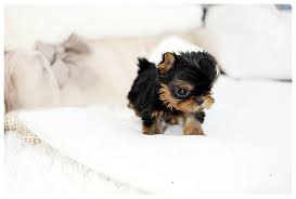 Latest blog posts and articlesopens in a new tab. Tiny Teacup Yorkie Yorkshire Terrier For Sale 50 Off Prices