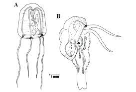 Image result for Phylohydrax