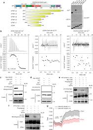 Aproximativ, aproape, destul de., prea. Calmodulin Dissociates The Stim1 Orai1 Complex And Stim1 Oligomers Nature Communications