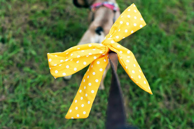 What Does a Yellow Ribbon On a Dog&rsquo;s Leash Mean?