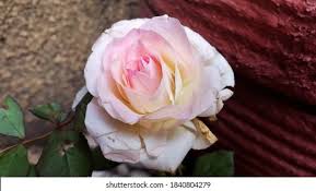 Maybe you would like to learn more about one of these? 35 Foto Bunga Mawar Di Instagram Terbagus Lingkar Png