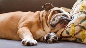 Melatonin For Dogs Uses Dosage Side Effects Dogtime