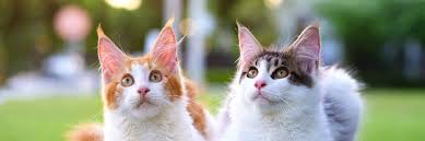 You see your cat panting like a dog or struggling to breathe, and worry that they are sick. Why Is My Cat Panting Greencross Vets