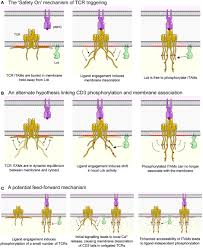 Maybe you would like to learn more about one of these? Frontiers Introducing Membrane Charge And Membrane Potential To T Cell Signaling Immunology