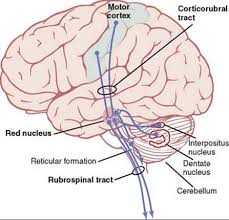 Neurological lesion identification motor (corticospinal pathway) localises the lesion to the contralateral medial brainstem. Cortical And Brain Stem Control Of Motor Function The Nervous System C Motor And Integrative Neurophysiology Guyton And Hall Textbook Of Medical Physiology 12th Ed