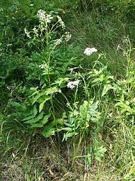 Image result for Pimpinella acutidentata