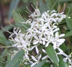 Image result for Pavetta uniflora