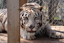Abd, big cat rescue yakınındaki otelleri online bulun. This Exotic Cat Sanctuary Is Only A 4 Hour Road Trip From Columbus