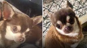 Seagull Steals Chihuahua From Garden The Independent The Independent