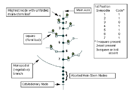 Development And Growth Monitoring Of The Cotton Plant
