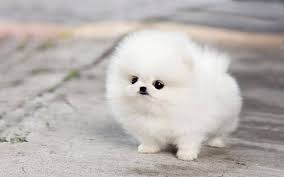 Wallpaper Husky Wallpaper 138c Pomeranian Cute Husky Puppies 1280x800 Wallpaper Teahub Io
