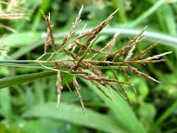Image result for Cyperus distans