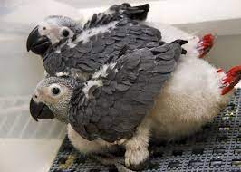 44 African Grey Parrot Facts Complete Guide Talkative Congo Grey Parrot African Grey Parrot African Grey Parrot Facts