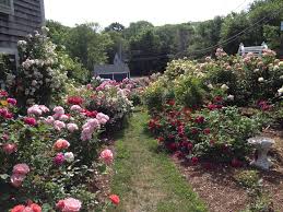 Decide what you'd like to grow. Rose Garden Design Tips Hgtv