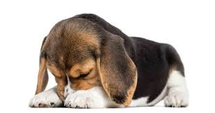 Smaller breeds often mature more quickly and may be pretty sensible by the time how to calm down a scared dog. How To Get Beagles To Calm Down Embora Pets