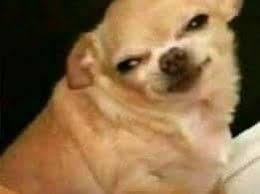 Reaction Pics Cute Animal Memes Funny Animal Memes Funny Dog Memes