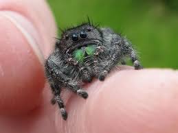Phidippus Audax Female Face In 2021 Woman Face Jumping Spider Beautiful Creatures