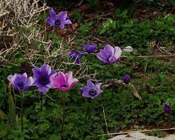 Anemone Coronaria Crown Anemone Anemone Anemone Flower Flowers