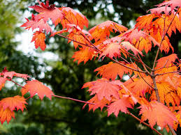 The fungi don't infect plants, but grow on the sugary honeydew excreted by aphids, scales, mealybugs, and other insects. Everything You Need To Know About Emperor Japanese Maple Trees This Old House