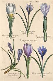 Pin On Botanical Art